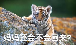 动物园老虎咬人视频